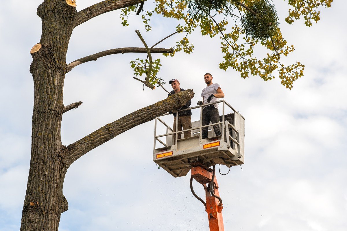 Arborist Service