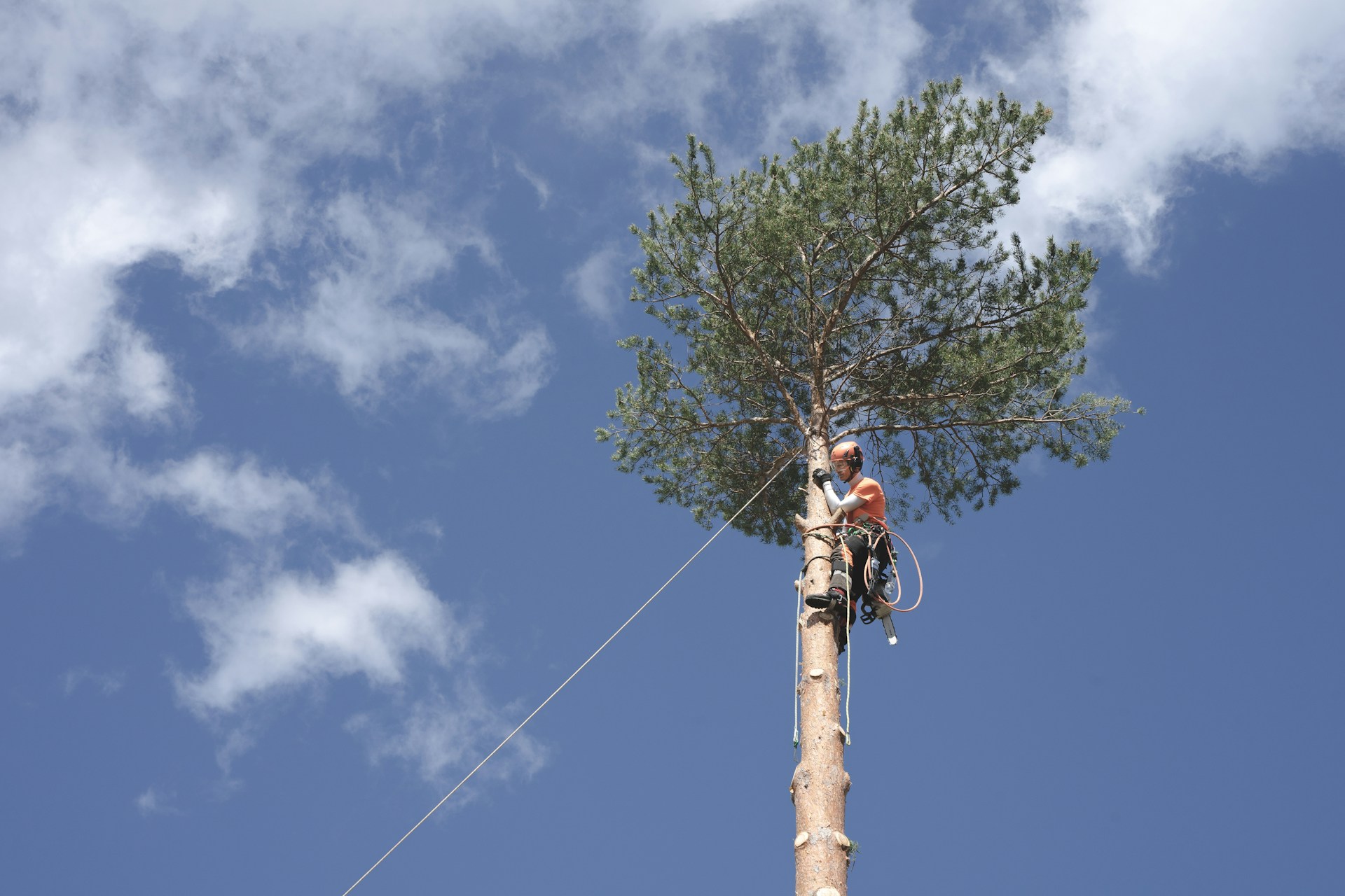 Commercial Tree Service