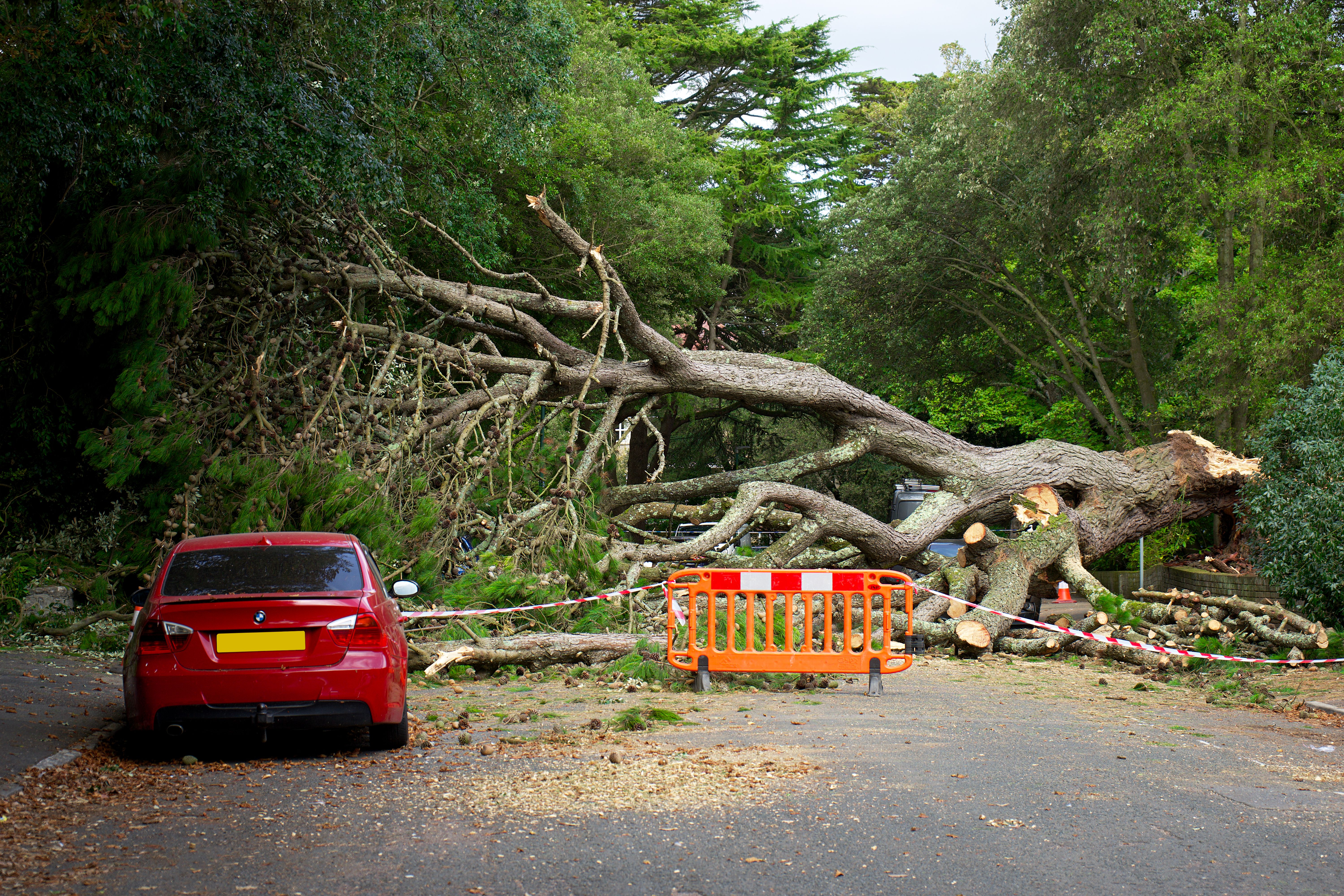 Emergency Tree Response