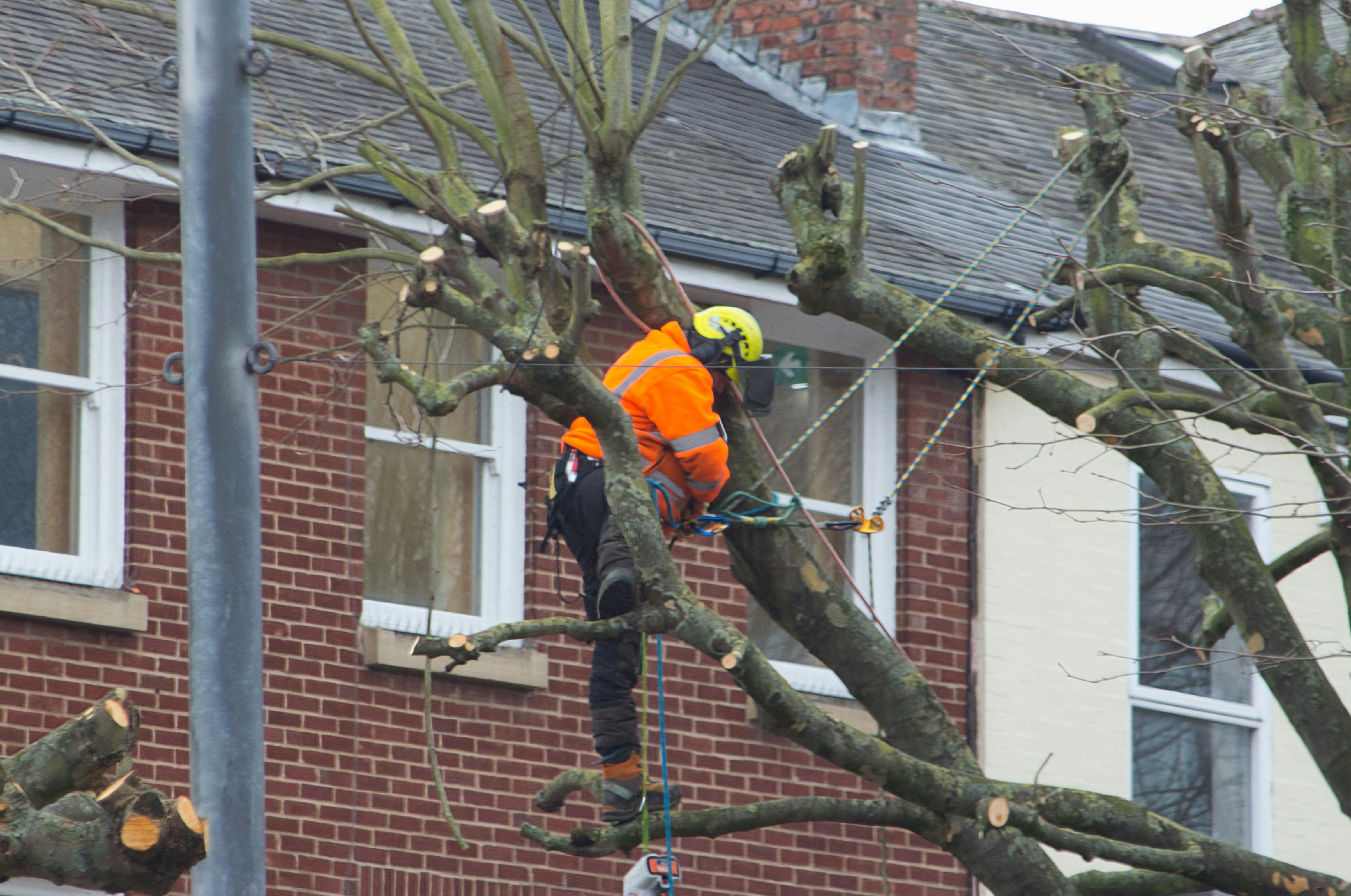 Residential Tree Care
