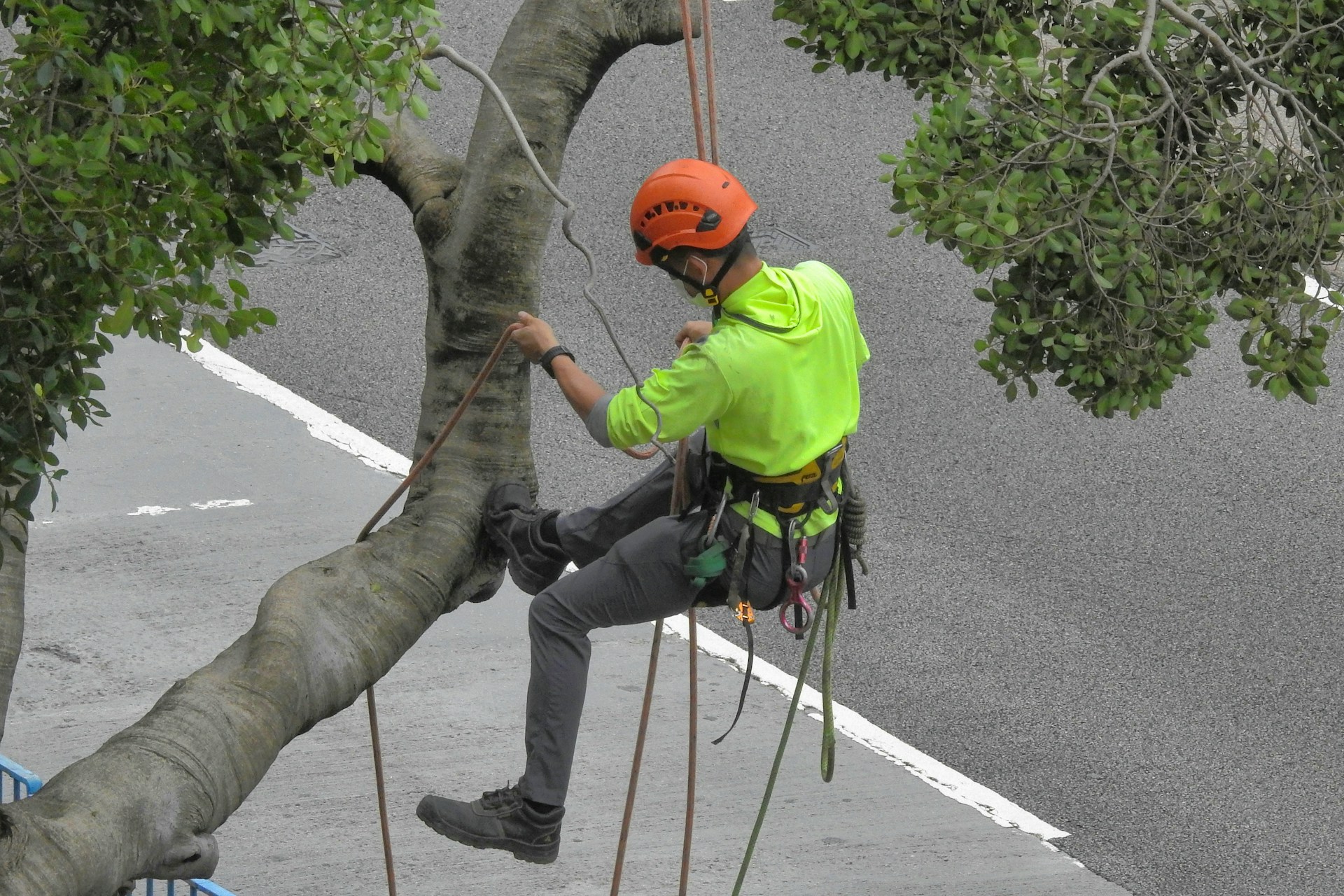 Tree Cutting