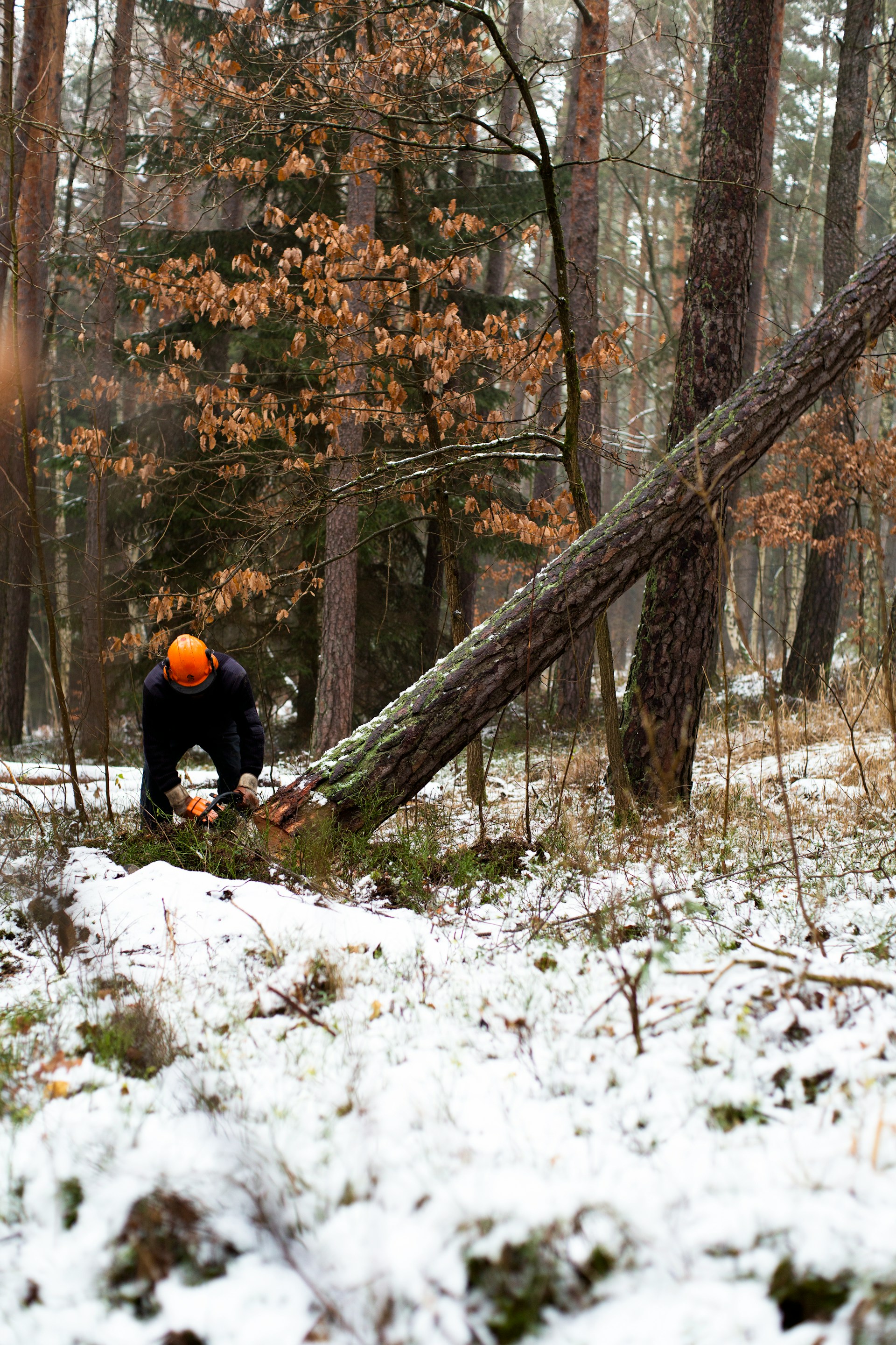 Tree Removal