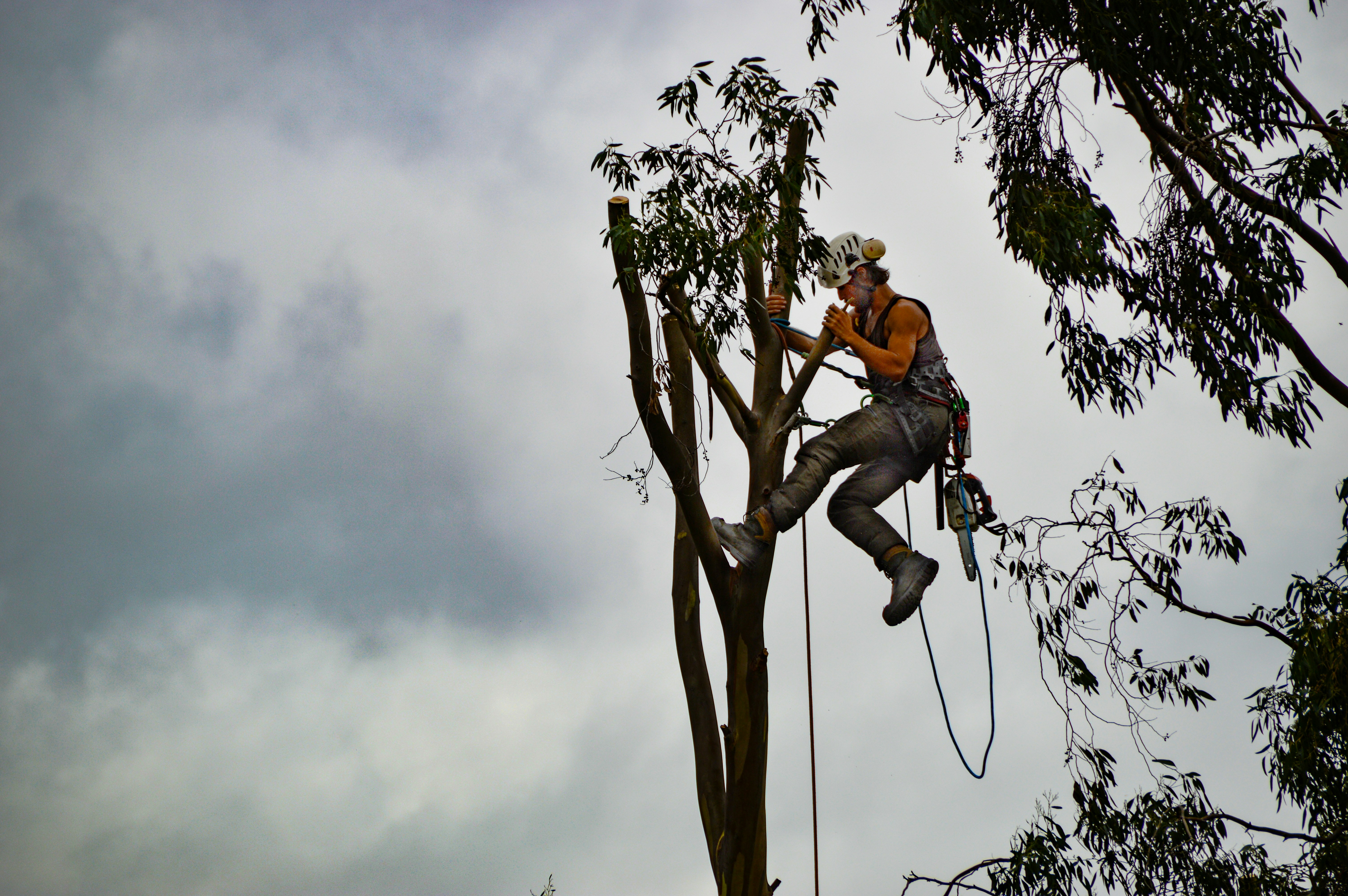 Tree Service Kalamazoo, MI